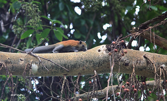 กระรอกท้องเทา (Callosciurus caniceps) 