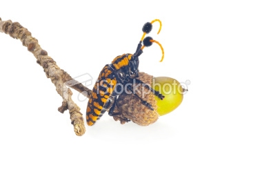 stock-photo-17947617-yellow-beetle.jpg