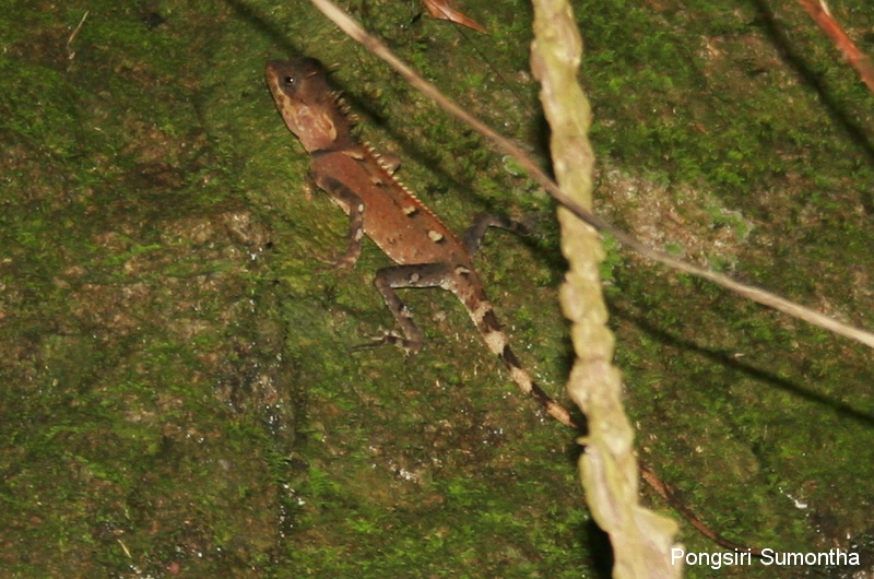 Acanthosaura cf. crucigera