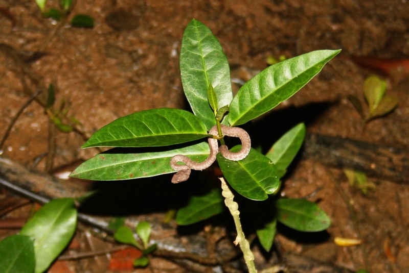 Trimeresurus [Cryptelytrops] purpureomaculatus, juvenile