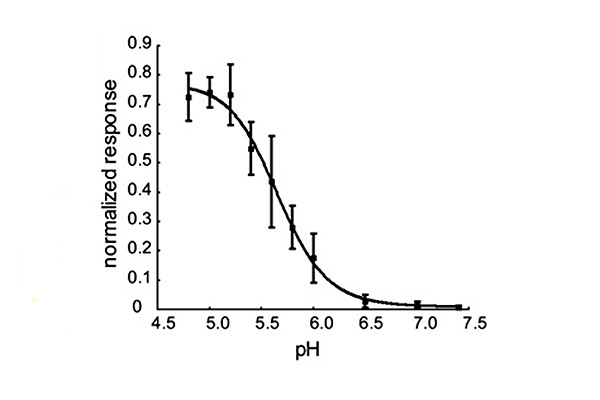 การทำงานของตัวรับหวานต่อมิราคูลินในค่า pH ต่างๆ จะเห็นว่าตัวรับทำงานได้ดีในสภาวะที่เป็นกรด