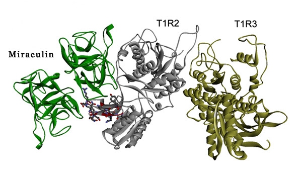 ภาพโมเดลของสารมิราคูลิน (สีเขียว) ที่จับกับตัวรับรสหวาน (สีเทากับสีเหลือง) อย่างเหนียวแน่น (Koizumi et al., 2011) 