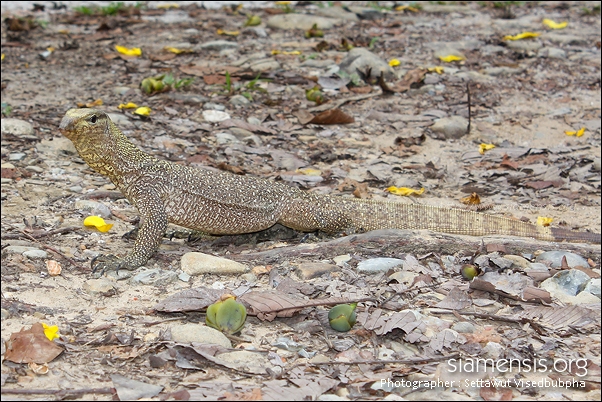 Varanus nebulosus.jpg