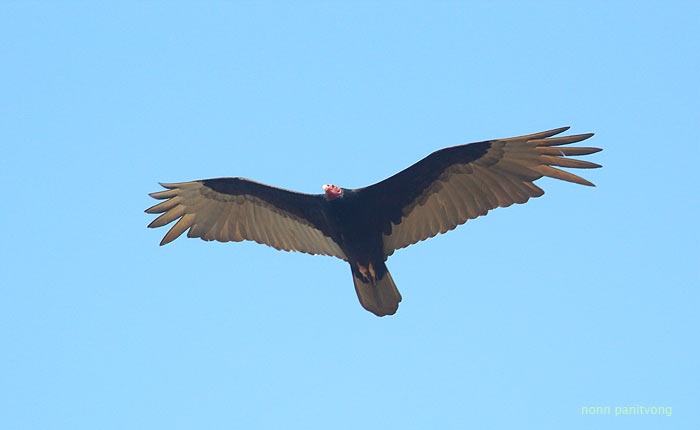 Turkey Vulture (Cathartes aura) เจอทั่วไป