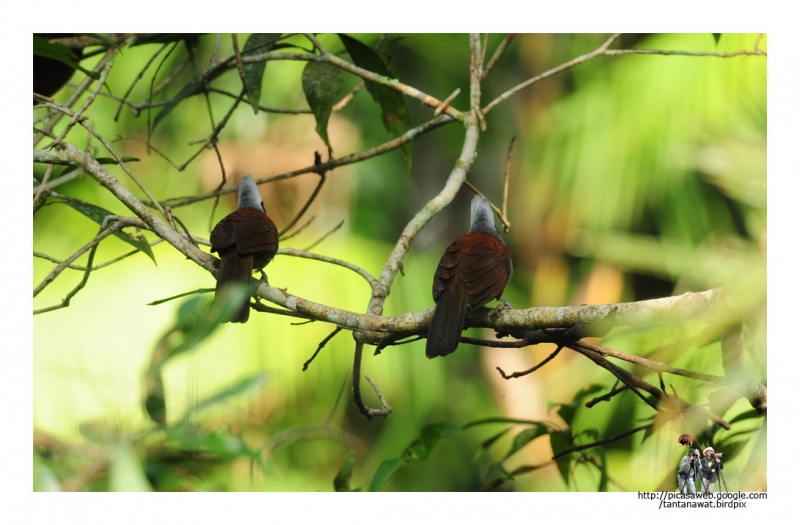 white-crested-laughingthrush