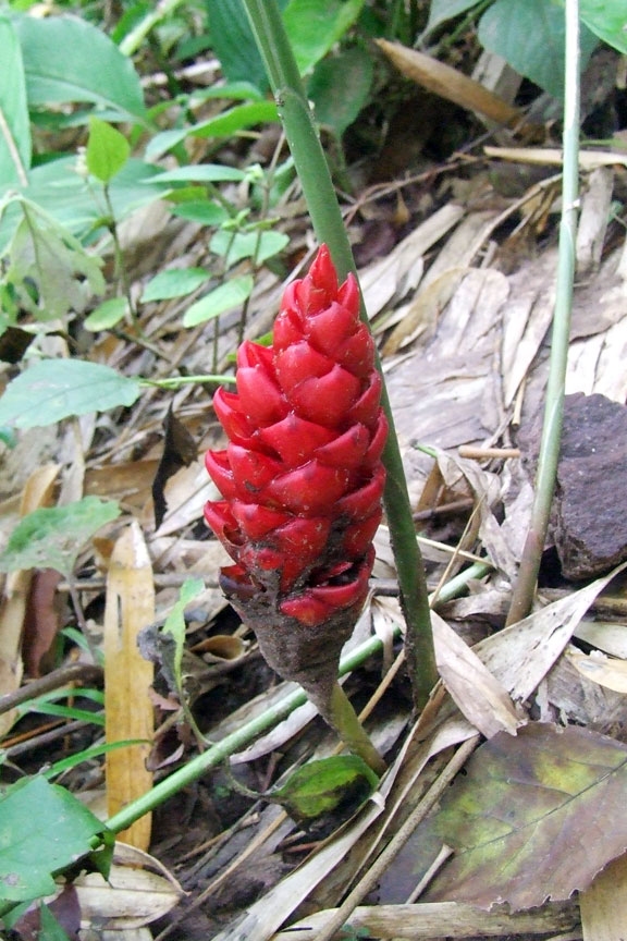 zingiberaceae