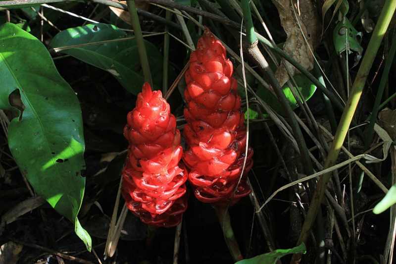 zingiberaceae