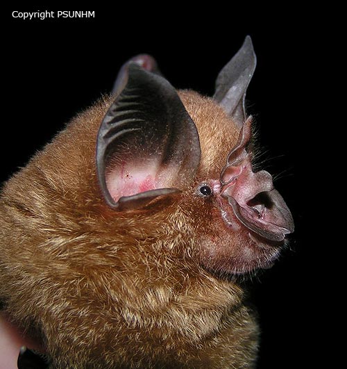 ดัชนีสิ่งมีชีวิต Species Index กลุ่มอนุรักษ์ความหลากหลายทางชีวภาพและ